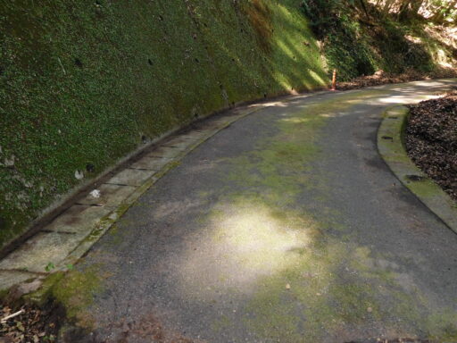 活動写真2